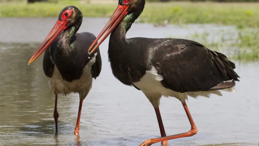 Cicogna nera nidifica nella RIserva Naturale del Vergari in Calabria