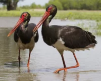 Cicogna nera nidifica nella RIserva Naturale del Vergari in Calabria