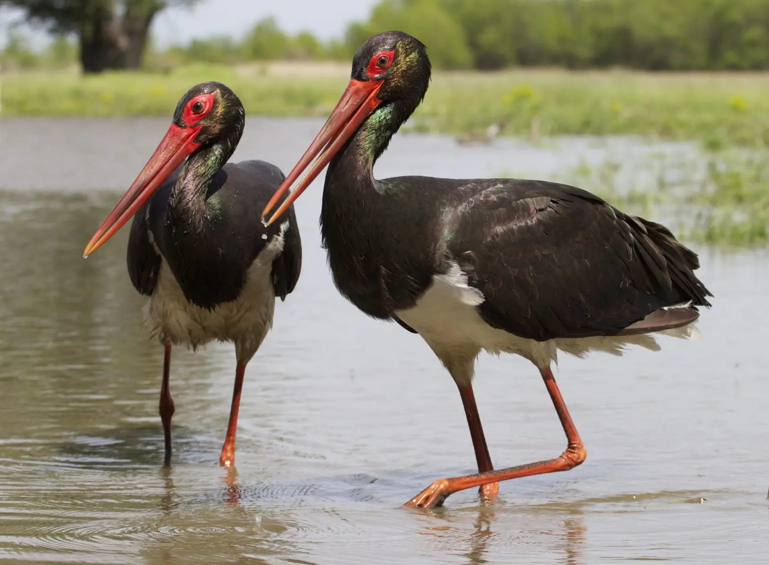 Cicogna nera nidifica nella RIserva Naturale del Vergari in Calabria