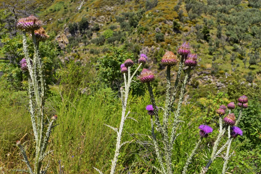 grotte-mesoraca-percorso-trekking2