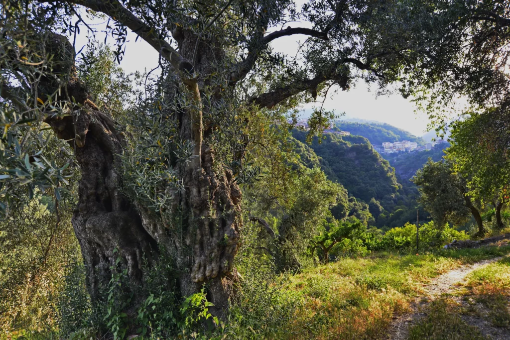 grotte-mesoraca-percorso-trekking3